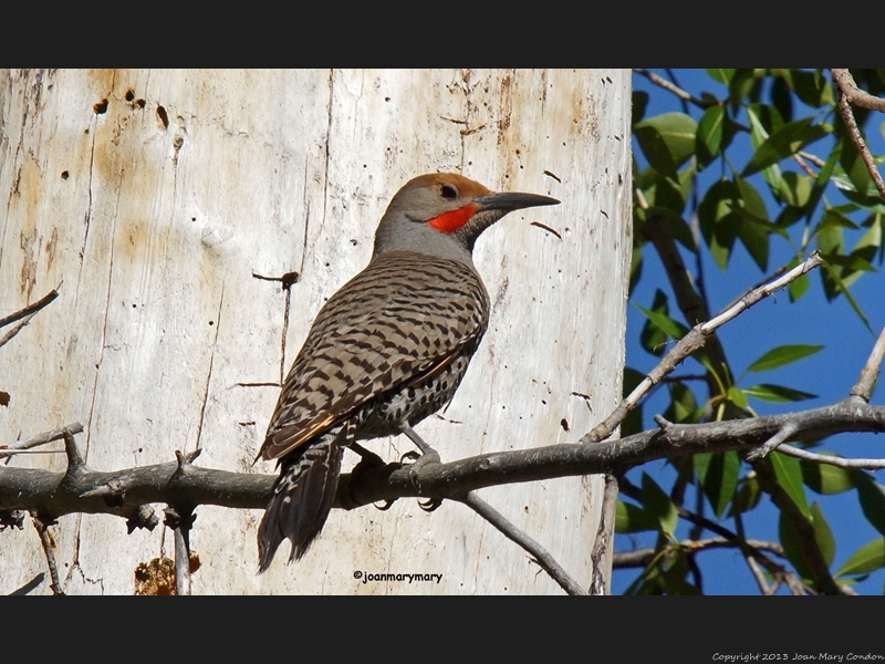 Flicker Gros Ventre 2012