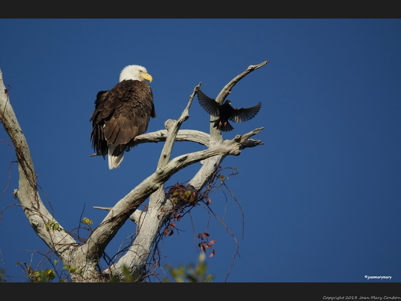 Florida (33)