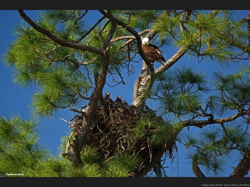 Florida (35)