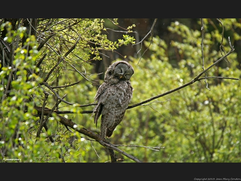 Great Grey Napping2012