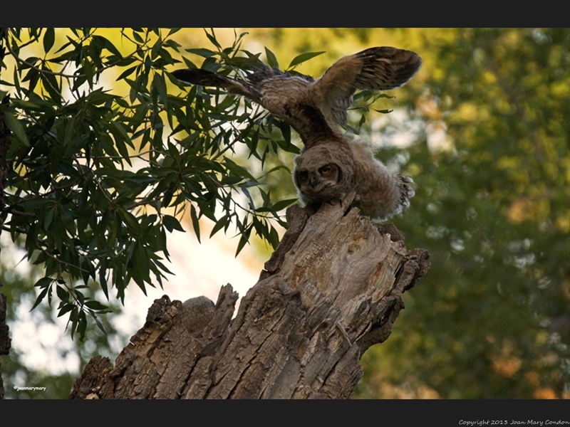 Gros Ventre Campground 2012 (8)