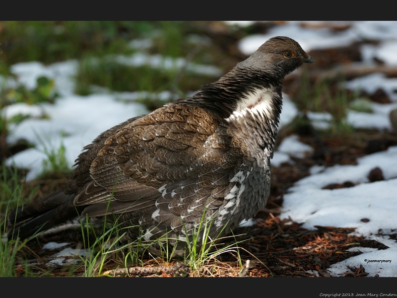 Grouse 2012 (1)