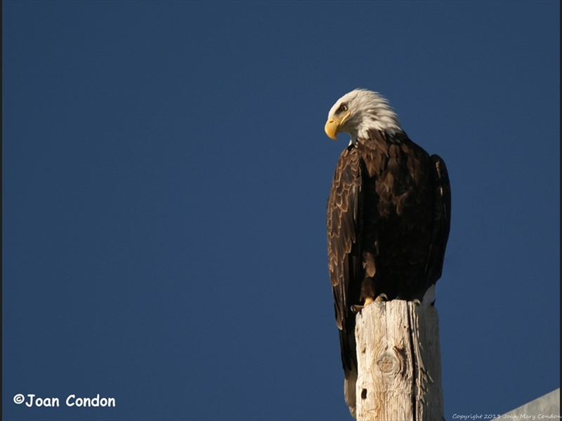 Idaho 2011