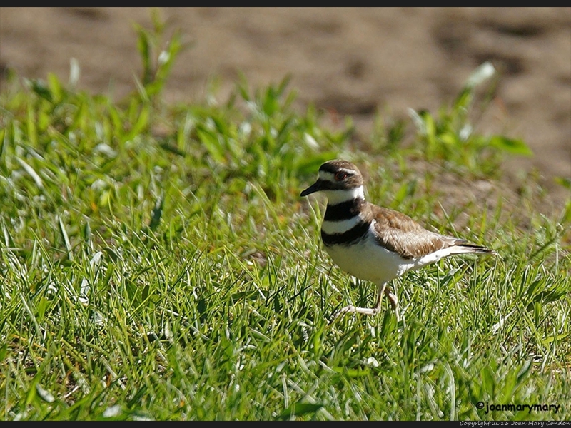Killdeer2_edited-1