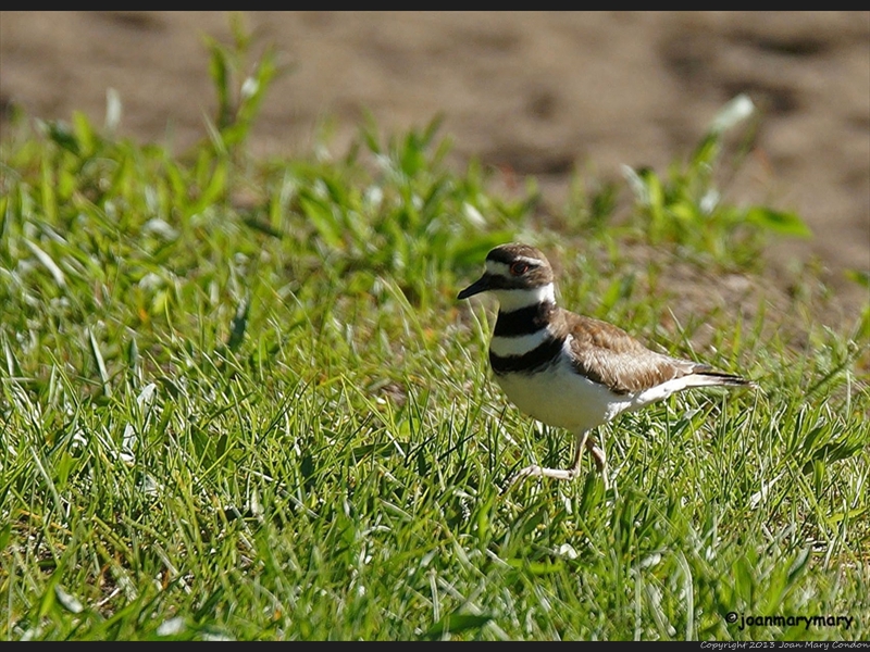 Killdeer2_edited-1