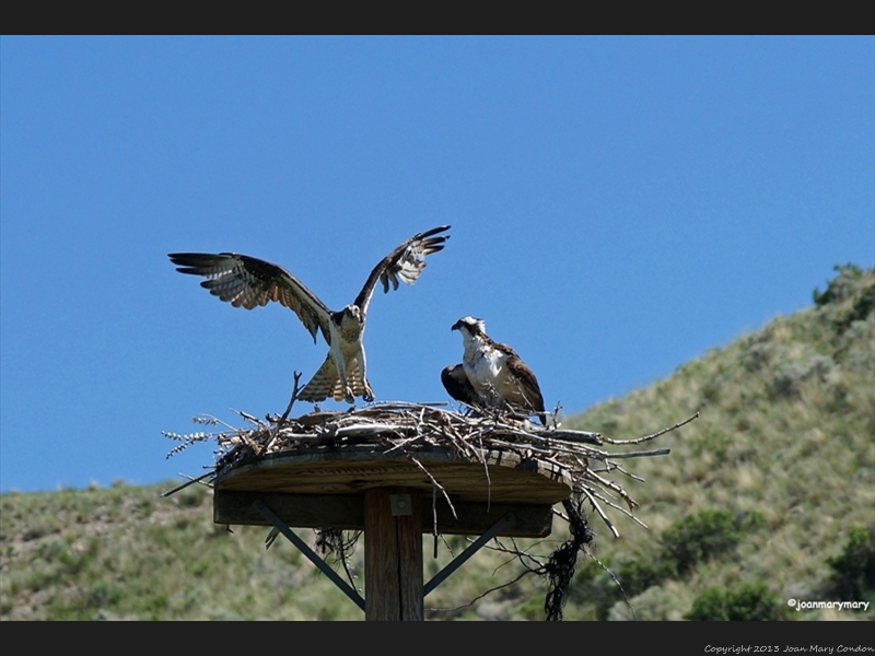 Osprey