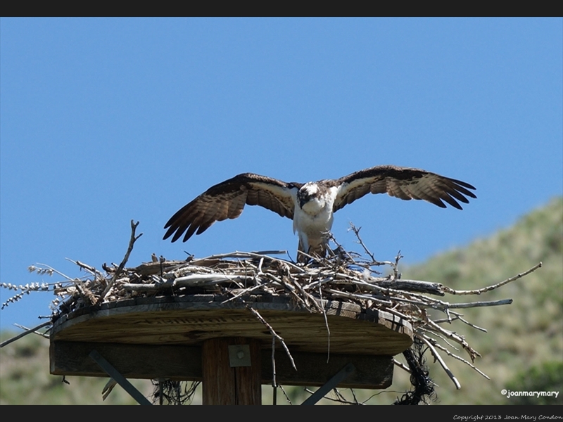 Osprey (2)