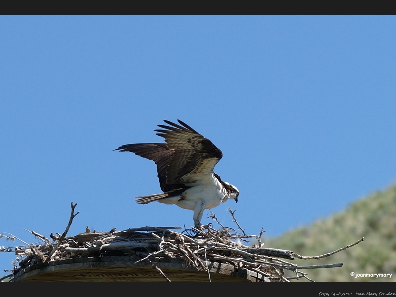 Osprey (3)