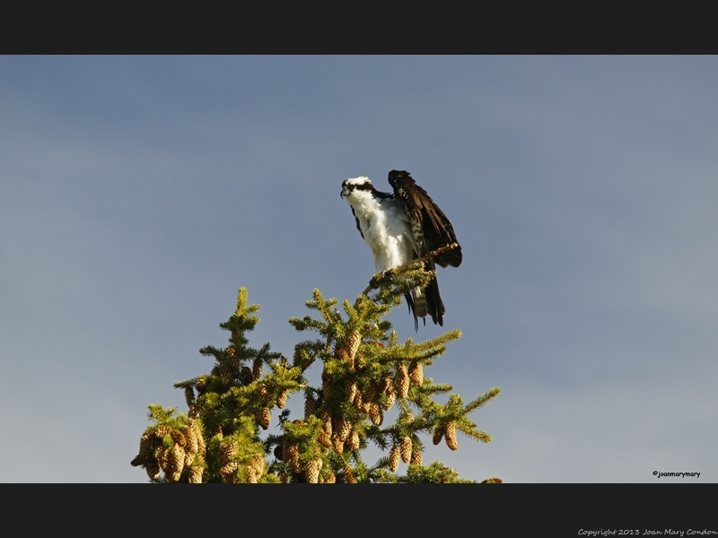 Osprey at Schwabachers