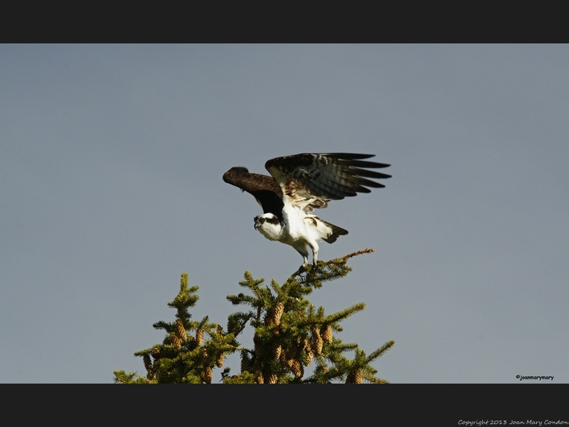 Osprey at Schwabachers (2)