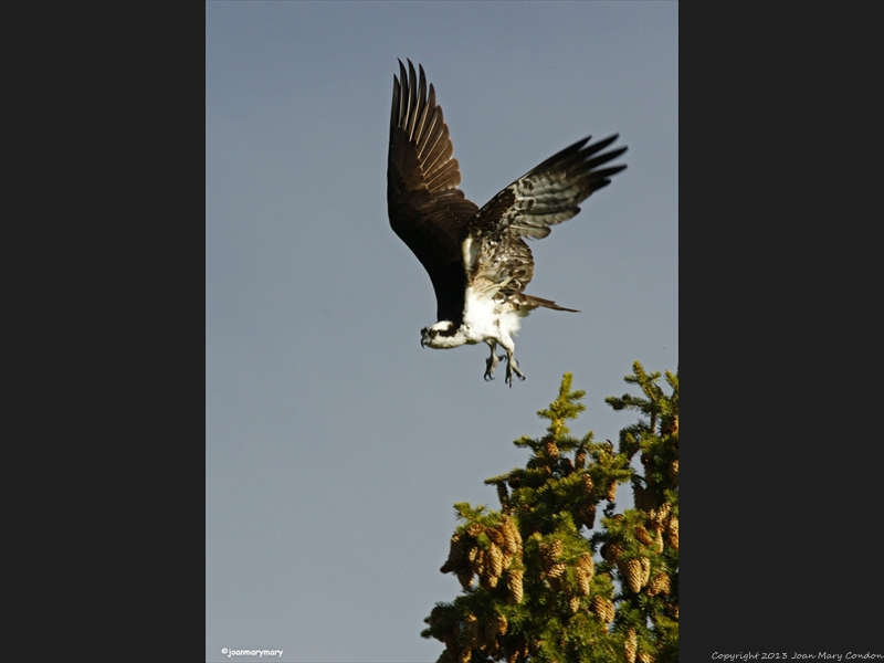 Osprey at Schwabachers (3)