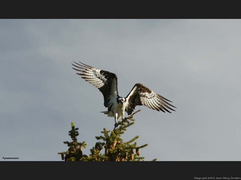 Osprey at Schwabachers (5)