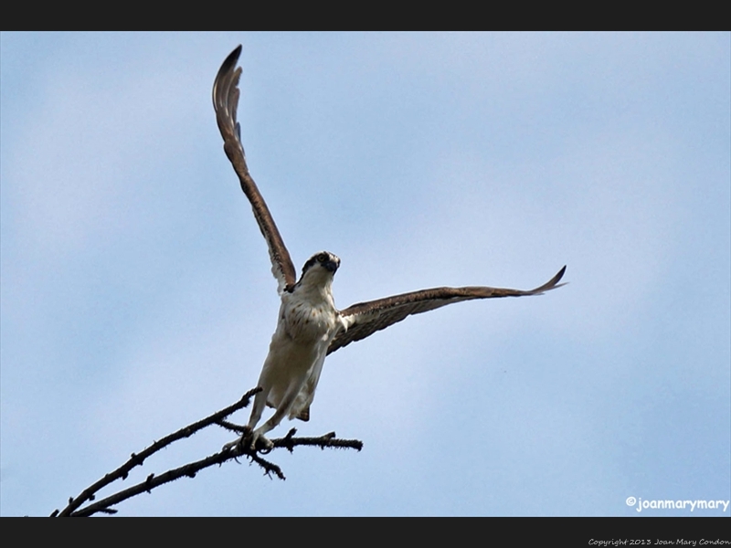 Osprey- Helena- MT