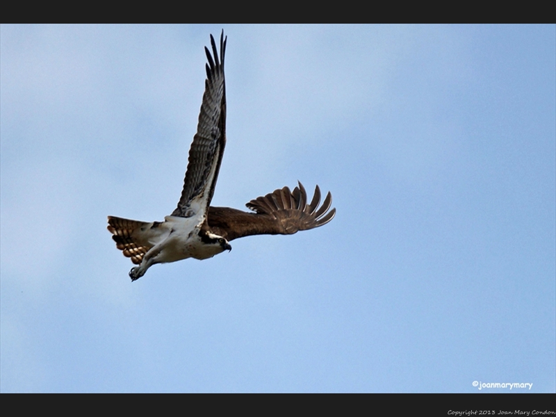 Osprey- Helena- MT (2)