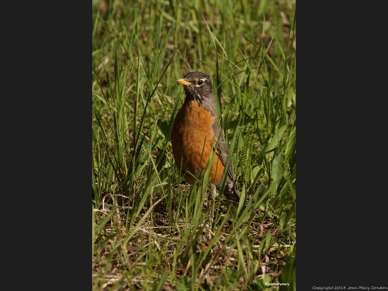 Robin at Cattlemans 2012