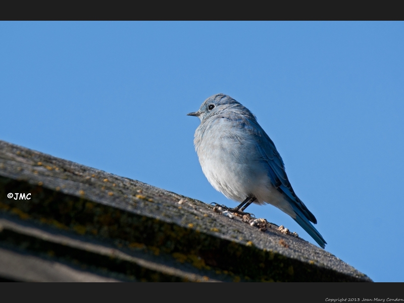 Western Blue bird  2011