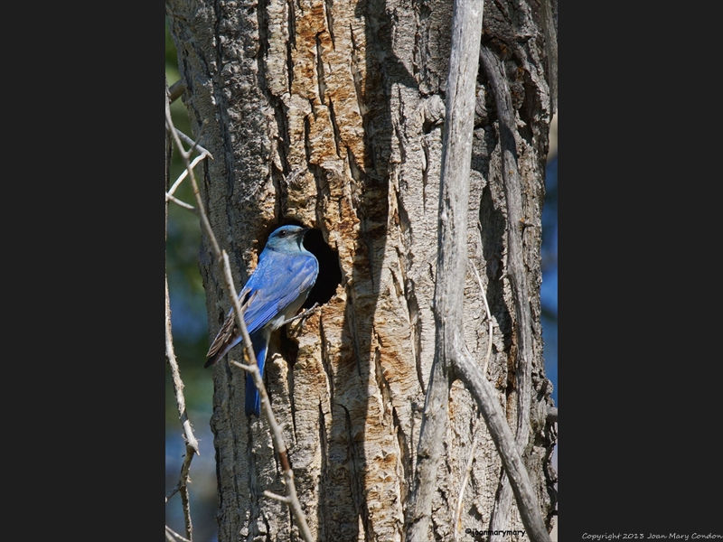 Western Bluebird