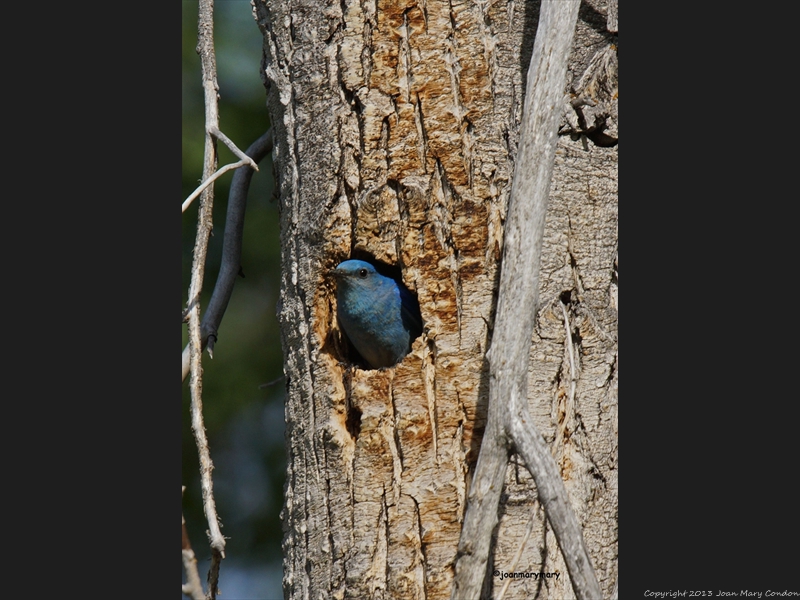 Western Bluebird (2)