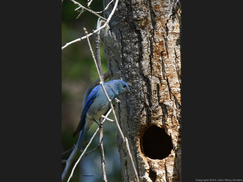 Western Bluebird 2012