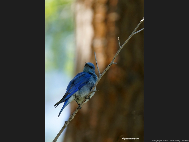 Western Bluebird 2012 (2)