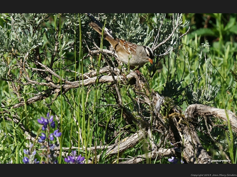 White Crowned Sparrow- Quake Lake