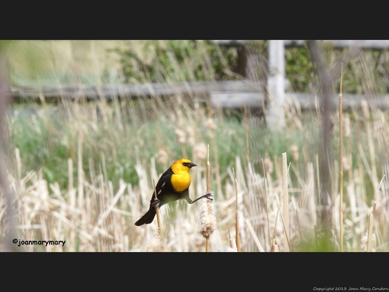 Yellow headed blackbird on stilts (1)