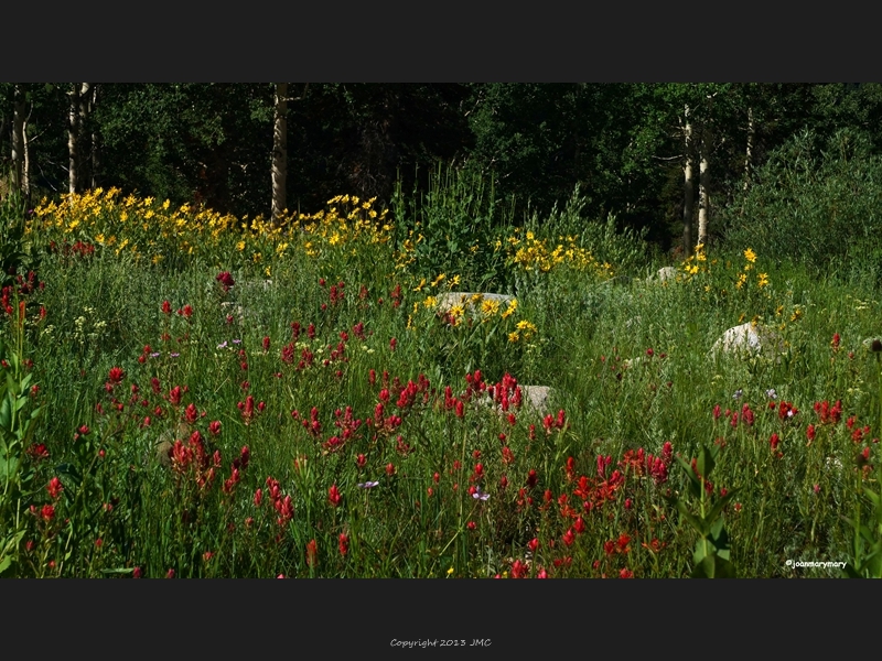 Albion Basin (11)