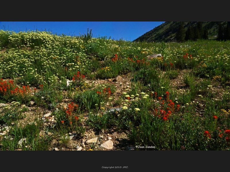 Albion Basin (15)