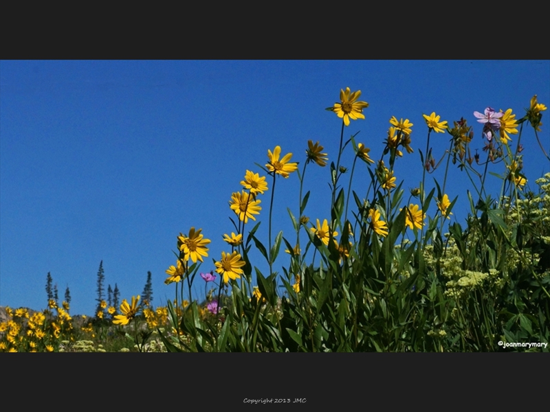 Albion Basin (19)