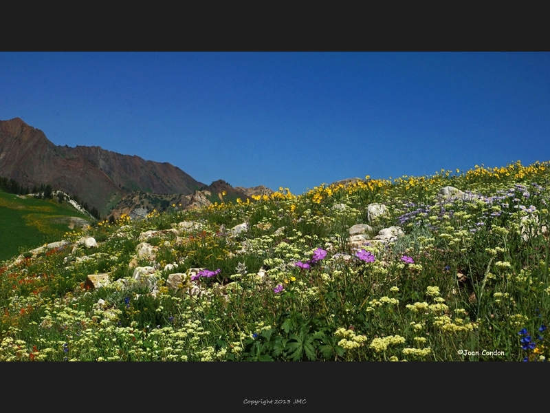 Albion Basin (21)