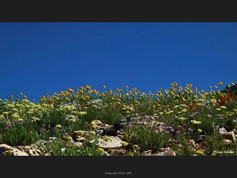 Albion Basin (22)