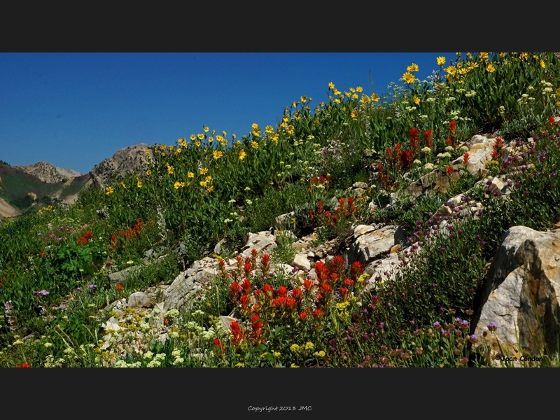 Albion Basin (23)