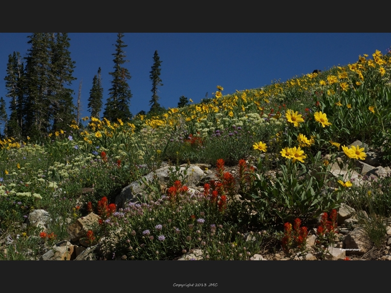 Albion Basin (26)