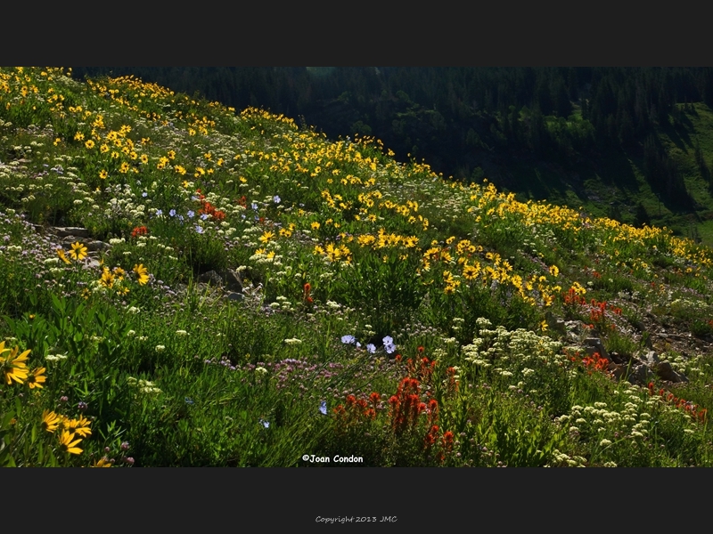 Albion Basin (27)