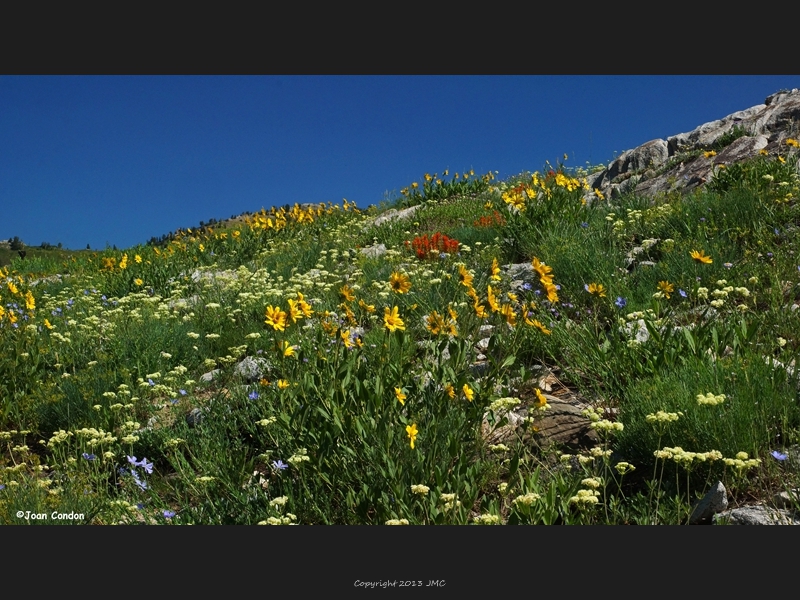 Albion Basin (28)