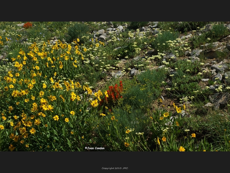 Albion Basin (29)