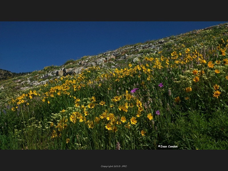 Albion Basin (30)