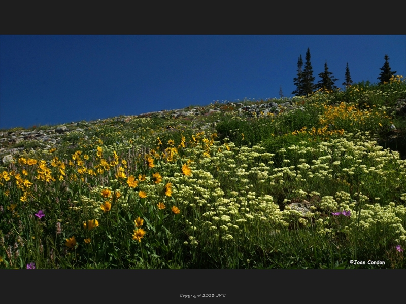 Albion Basin (31)