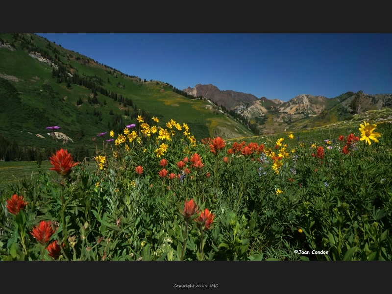 Albion Basin (33)