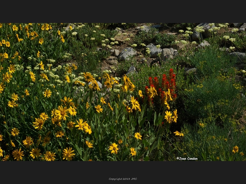 Albion Basin (35)