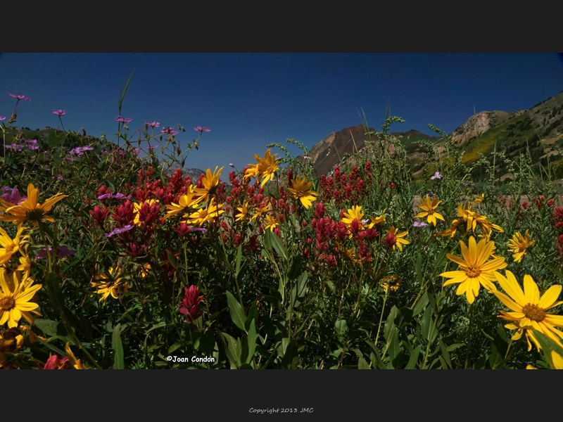 Albion Basin (41)