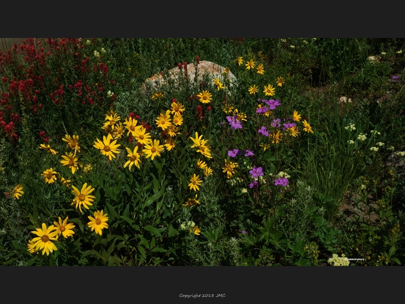 Albion Basin (42)