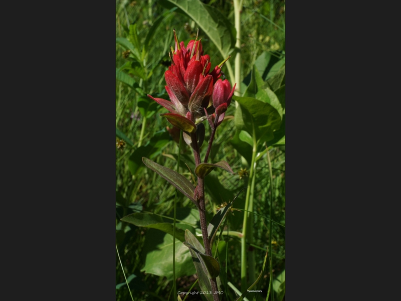 Albion Basin (9)