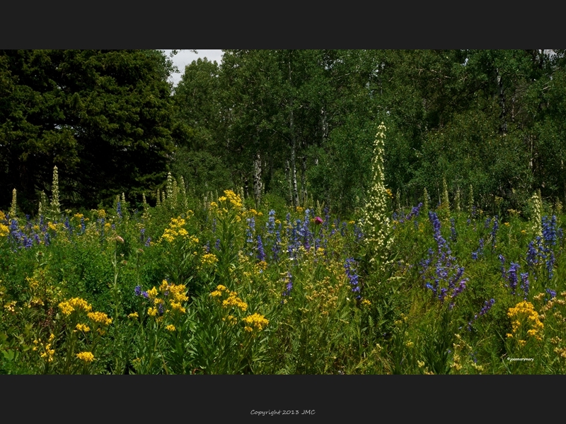 Alpine Loop (2)