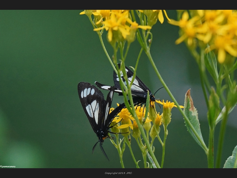 Alpine Loop- Skippers