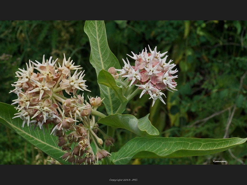 Alpine Loope from Heber City