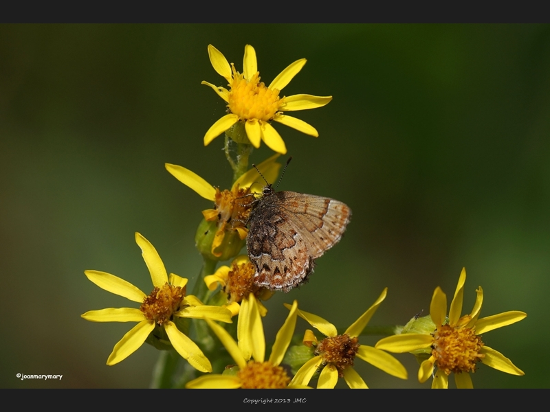 Butterfly and flowers- Cattleman-s