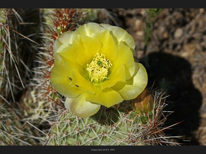 Cactus- McCullough