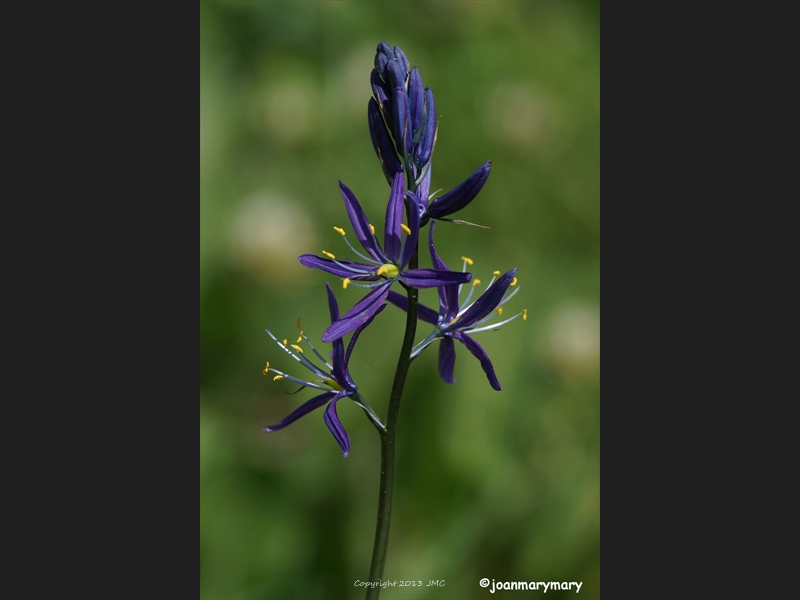 Camas