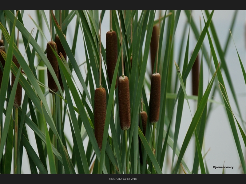 Cat tails- Bear Lake- UT